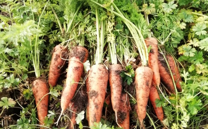 訳あり 規格外 にんじん 約5kg 有機JAS認証取得 栽培期間中農薬 除草剤 化学肥料不使用 野菜 食材 緑黄色野菜 国産野菜 えぐみがない 甘い人参 産地直送 キャロット ベジタブル 