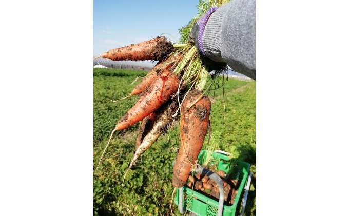 訳あり 規格外 にんじん 約5kg 有機JAS認証取得 栽培期間中農薬 除草剤 化学肥料不使用 野菜 食材 緑黄色野菜 国産野菜 えぐみがない 甘い人参 産地直送 キャロット ベジタブル 