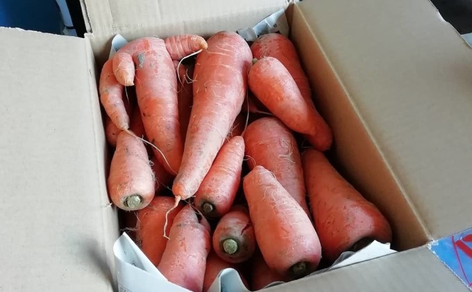 訳あり 規格外 にんじん 約5kg 有機JAS認証取得 栽培期間中農薬 除草剤 化学肥料不使用 野菜 食材 緑黄色野菜 国産野菜 えぐみがない 甘い人参 産地直送 キャロット ベジタブル 