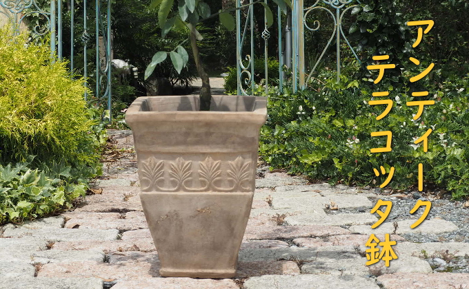 植物 レモン トゲ無し 鉢植え レモンの木 品種 ビアフランカ アンティーク テラコッタ 鉢 直径31cm 配送不可 北海道 沖縄 離島 インテリア グリーンアイテム グリーンインテリア 玄関 庭 ガーデン ガーデニング 果樹 柑橘 