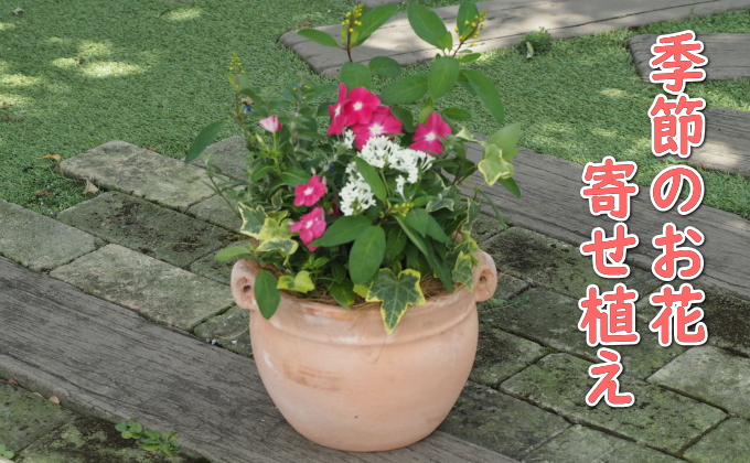植物 寄植え 花 季節のお花 寄せ植え つぼ丸型 ピンク系 25cm お花の寄せ植え インテリア グリーンアイテム 癒し かわいい 玄関 ガーデン 庭 ガーデニング 