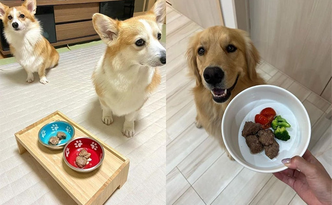 鹿肉ドッグフード　鹿肉ミートボール（犬用）　10パック（約60g×10） 加工食品 お肉 家族 健康 食事 大切 ペット 自然 新鮮 動物 高品質 安心 安全 国産 子犬 老犬 栄養 小分け 