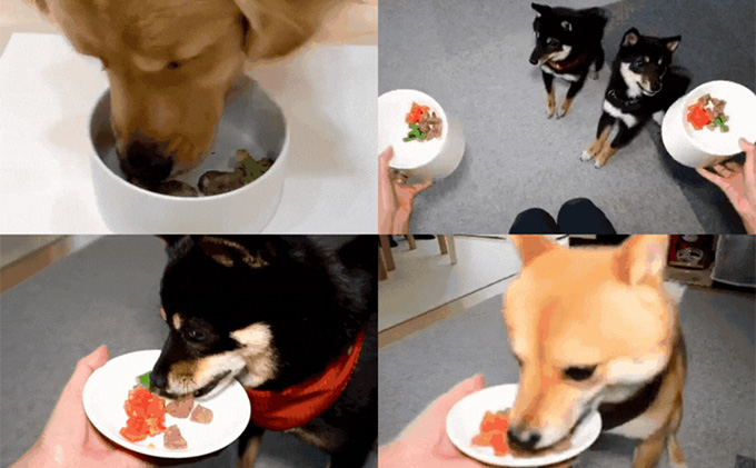 鹿肉ドッグフード　鹿肉ミートボール（犬用）　10パック（約60g×10） 加工食品 お肉 家族 健康 食事 大切 ペット 自然 新鮮 動物 高品質 安心 安全 国産 子犬 老犬 栄養 小分け 