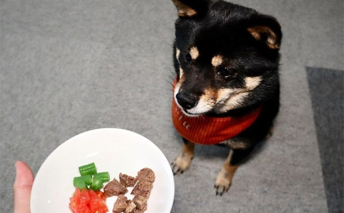 鹿肉ドッグフード　鹿肉ミートボール（犬用）　10パック（約60g×10） 加工食品 お肉 家族 健康 食事 大切 ペット 自然 新鮮 動物 高品質 安心 安全 国産 子犬 老犬 栄養 小分け 