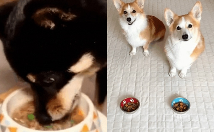 鹿肉ドッグフード　鹿肉冷凍ミンチ（犬用）　1.5kg（250g×6トレー） 加工食品 お肉 家族 健康 食事 大切 ペット 自然 新鮮 動物 高品質 安心 安全 国産 子犬 老犬 こだわり 小分け 