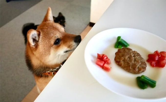 鹿肉ドッグフード　鹿肉ハンバーグ（犬用）　10個（約50g×10個） 加工食品 お肉 家族 健康 食事 大切 ペット 自然 新鮮 動物 高品質 安心 安全 国産 子犬 老犬 栄養 小分け 