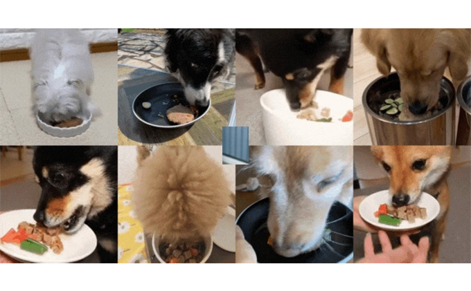 鹿肉ドッグフード　鹿肉ハンバーグ（犬用）　10個（約50g×10個） 加工食品 お肉 家族 健康 食事 大切 ペット 自然 新鮮 動物 高品質 安心 安全 国産 子犬 老犬 栄養 小分け 