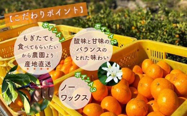 北真農園 有田みかん 家庭用 3kg 濃厚完熟 お試しサイズ ORYY推奨 ※2025年11月上旬～12月下旬頃に順次発送予定