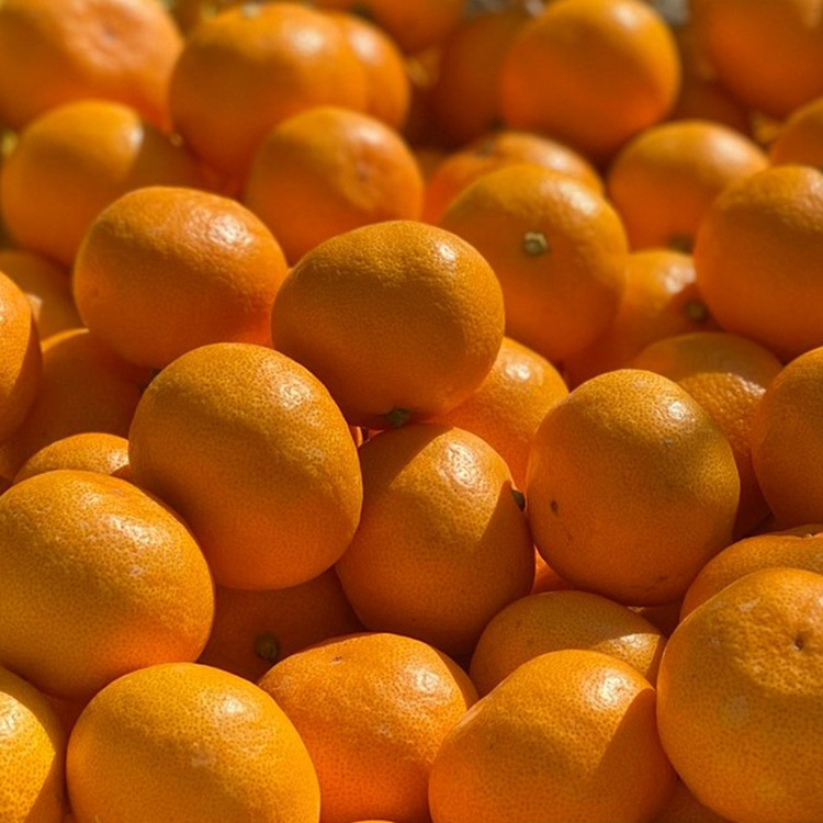 はじめまして 有田みかん（和歌山県産） お試し3kg【数量限定】/ORYY推奨 ※2025年11月上旬～12月下旬頃に順次発送予定