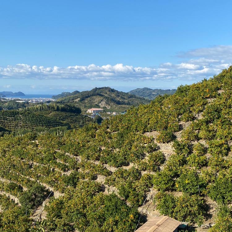 はじめまして 有田みかん（和歌山県産） お試し3kg【数量限定】/ORYY推奨 ※2025年11月上旬～12月下旬頃に順次発送予定
