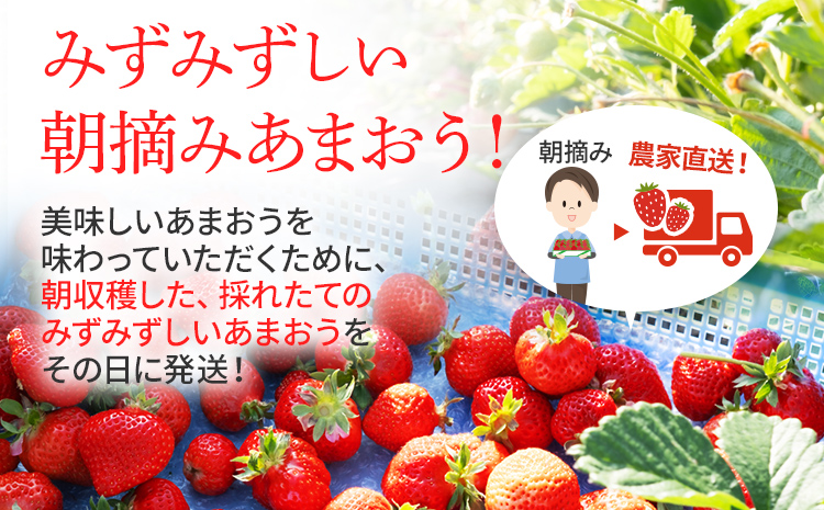 福岡県大木町のふるさと納税 ジャム用あまおう1kg ※2026年2月中旬～5月10日頃にかけて順次出荷予定 BD08