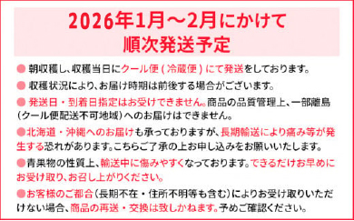 福岡県大木町のふるさと納税 ＜2026年1月～2月頃発送予定＞あまおうプレミアム BD02