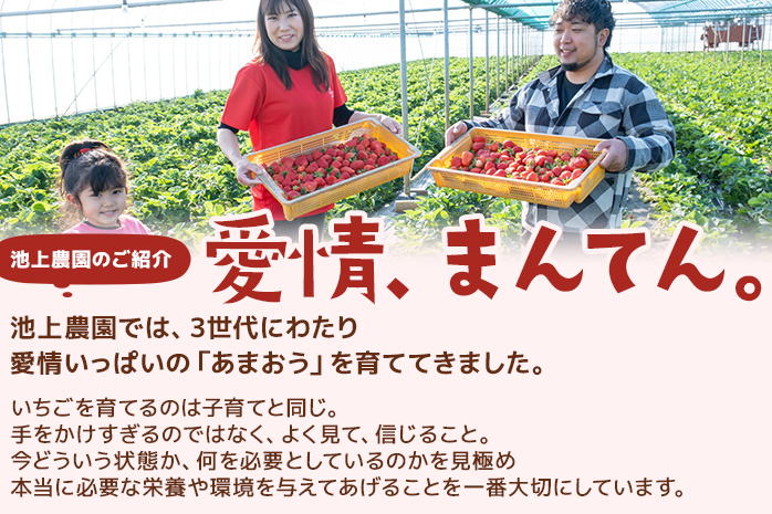 福岡県大木町のふるさと納税 ＜2026年1月～2月頃発送予定＞あまおうプレミアム BD02