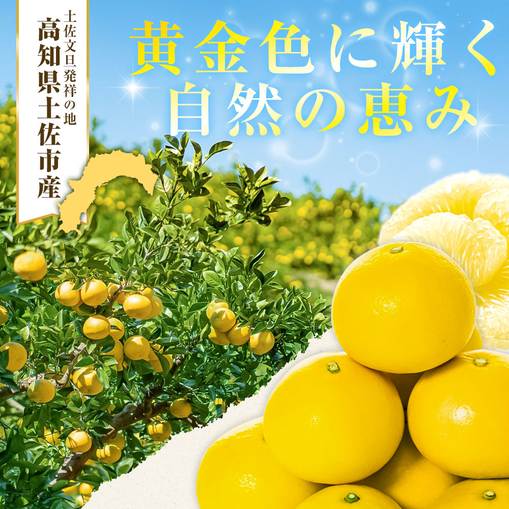 【日本ギフト大賞2024受賞】園主こだわりの土佐文旦 7キロ 大小混合（４L - Mサイズ） 2026年1月下旬より順次発送 ぶんたん ブンタン 柑橘 みかん フルーツ 果物 家庭用 お取り寄せ 土佐 高知 やの一果彩