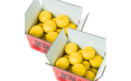 【日本ギフト大賞2024受賞】先行予約 園主こだわりの土佐文旦 20キロ（10キロ：18 - 24玉×2箱） 2026年1月下旬より順次発送 ぶんたん ブンタン 柑橘 フルーツ 果物 家庭用 お取り寄せ 土佐 高知 やの一果彩