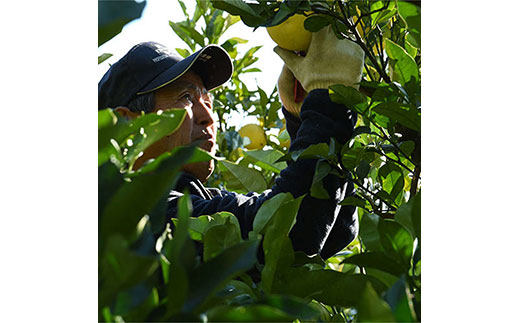 ＜先行予約 2026年2月上旬より順次発送＞ 高知県産 土佐文旦 家庭用 10kg 【種田農園】