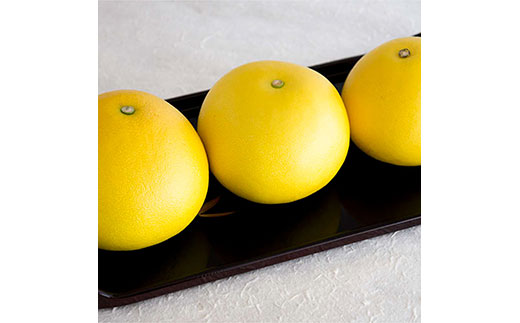 ＜先行予約 2026年2月上旬より順次発送＞ 高知県産 土佐文旦 家庭用 10kg 【種田農園】