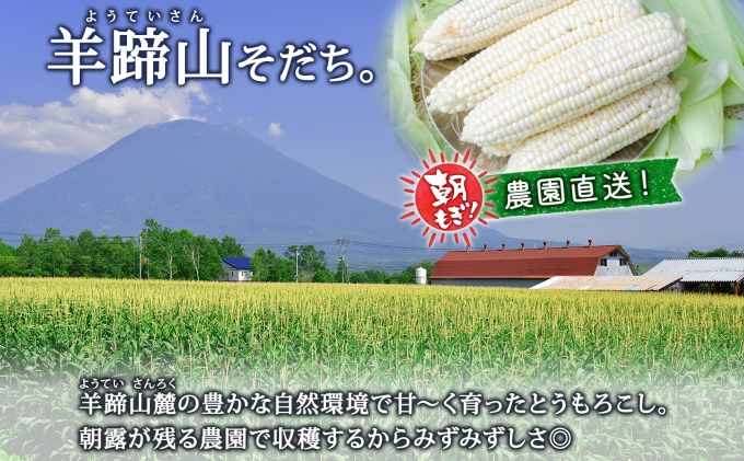 【 2026年 発送 】 北海道産 とうもろこし 計24本 L-2L サイズ混合 ロイシーコーン 大きめ 旬 朝採り 新鮮 トウモロコシ 甘い 夏野菜 とうきび お取り寄せ 産地直送 野菜 しりべしや 送料無料 倶知安町 