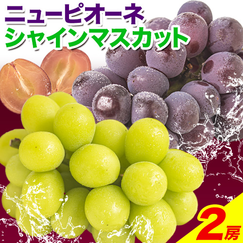 訳あり シャインマスカット・ニューピオーネ 詰め合わせ 約1.2kg 2房[9月中旬-11月上旬頃出荷]岡山県 浅口市 果物 くだもの ぶどう 葡萄 マスカット フルーツ デザート シャインマスカット シャイン マスカット ピオーネ ニューピオーネ ブドウ