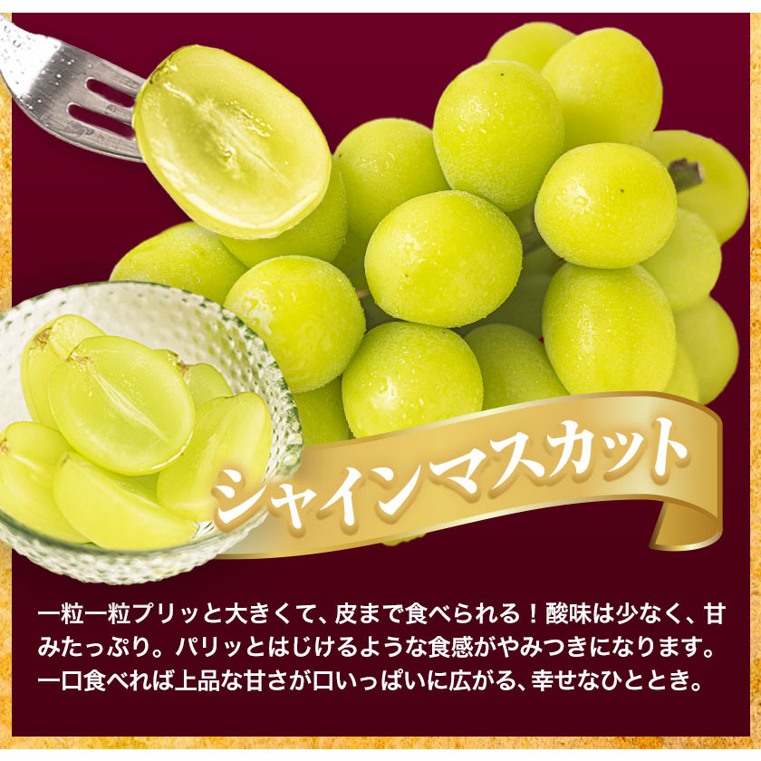 岡山県浅口市のふるさと納税 訳あり シャインマスカット・ニューピオーネ 詰め合わせ 約1.2kg 2房《9月中旬-11月上旬頃出荷》岡山県 浅口市 果物 くだもの ぶどう 葡萄 マスカット フルーツ デザート シャインマスカット シャイン マスカット ピオーネ ニューピオーネ ブドウ