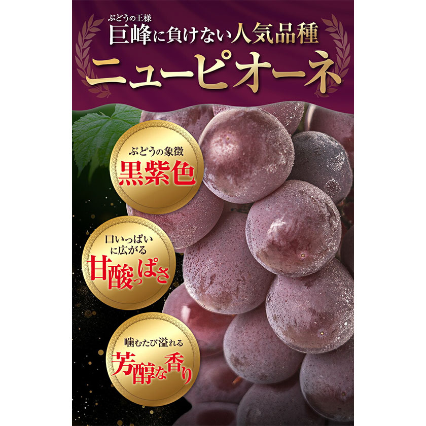 岡山県浅口市のふるさと納税 訳あり シャインマスカット・ニューピオーネ 詰め合わせ 約1.2kg 2房《9月中旬-11月上旬頃出荷》岡山県 浅口市 果物 くだもの ぶどう 葡萄 マスカット フルーツ デザート シャインマスカット シャイン マスカット ピオーネ ニューピオーネ ブドウ