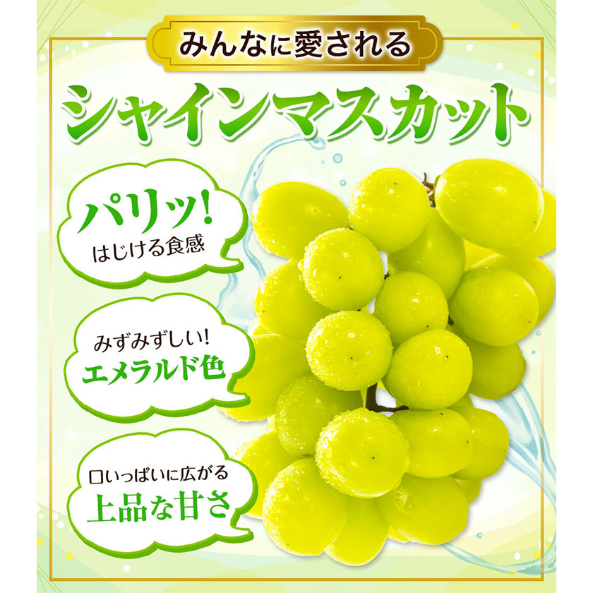 岡山県浅口市のふるさと納税 訳あり シャインマスカット・ニューピオーネ 詰め合わせ 約1.2kg 2房《9月中旬-11月上旬頃出荷》岡山県 浅口市 果物 くだもの ぶどう 葡萄 マスカット フルーツ デザート シャインマスカット シャイン マスカット ピオーネ ニューピオーネ ブドウ