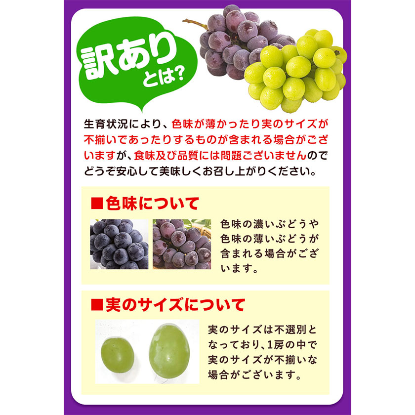 岡山県浅口市のふるさと納税 訳あり シャインマスカット・ニューピオーネ 詰め合わせ 約1.2kg 2房《9月中旬-11月上旬頃出荷》岡山県 浅口市 果物 くだもの ぶどう 葡萄 マスカット フルーツ デザート シャインマスカット シャイン マスカット ピオーネ ニューピオーネ ブドウ