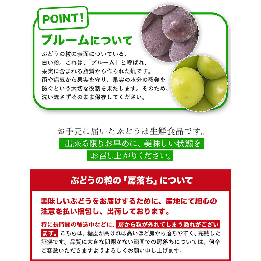 岡山県浅口市のふるさと納税 訳あり シャインマスカット・ニューピオーネ 詰め合わせ 約1.2kg 2房《9月中旬-11月上旬頃出荷》岡山県 浅口市 果物 くだもの ぶどう 葡萄 マスカット フルーツ デザート シャインマスカット シャイン マスカット ピオーネ ニューピオーネ ブドウ