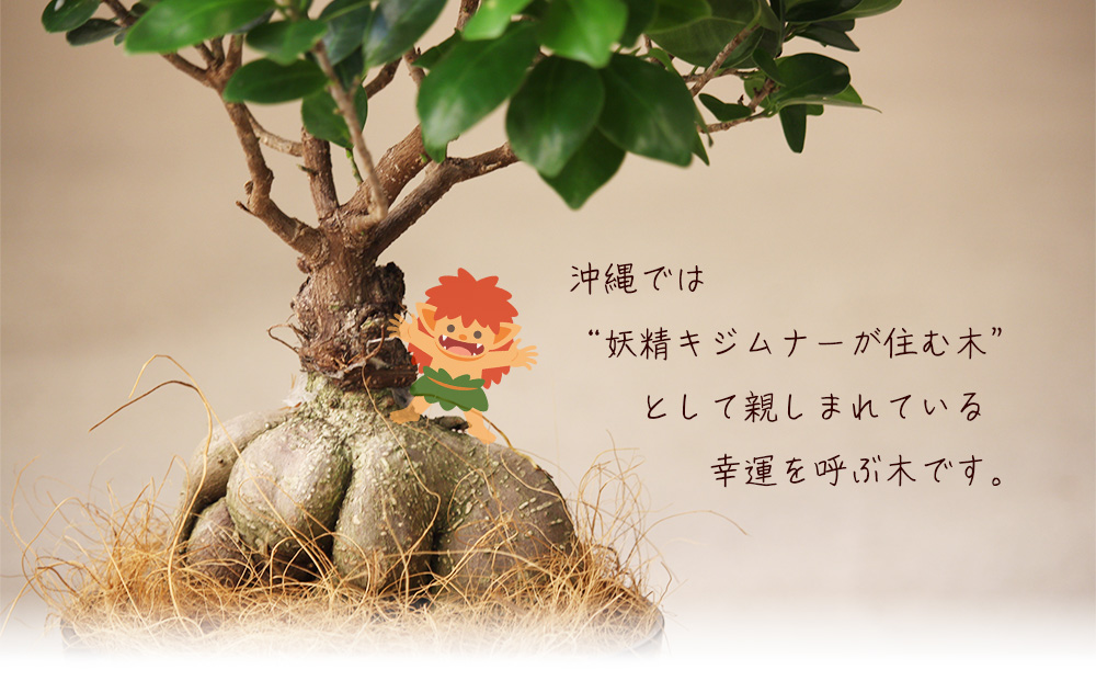 沖縄の観葉植物　観葉植物　ガジュマル 6号鉢　6号　観葉植物　ガジュマル　インテリア　鉢付き　おしゃれ　インテリアグリーン　緑のある暮らし　ハウスプラント　沖縄　うるま市　６号