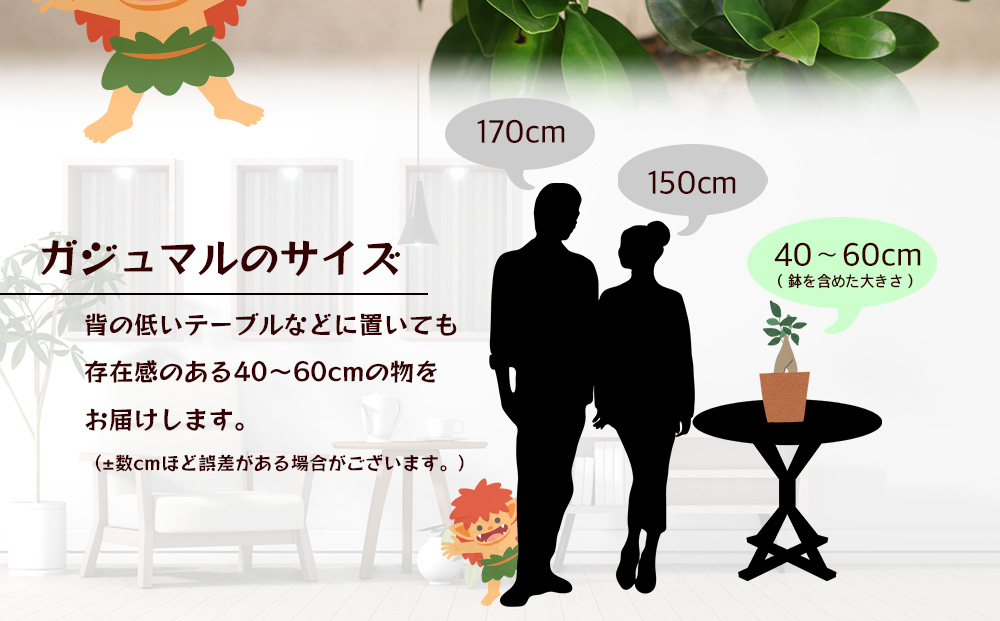 沖縄の観葉植物　観葉植物　ガジュマル 6号鉢　6号　観葉植物　ガジュマル　インテリア　鉢付き　おしゃれ　インテリアグリーン　緑のある暮らし　ハウスプラント　沖縄　うるま市　６号
