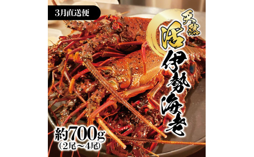 3月直送便 土佐獲れ 活伊勢海老 約700g（２尾～４尾） 