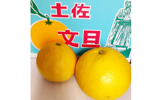 土佐文旦 家庭用 約3キロ(2L - 4Lサイズ：6玉前後) 大玉 先行