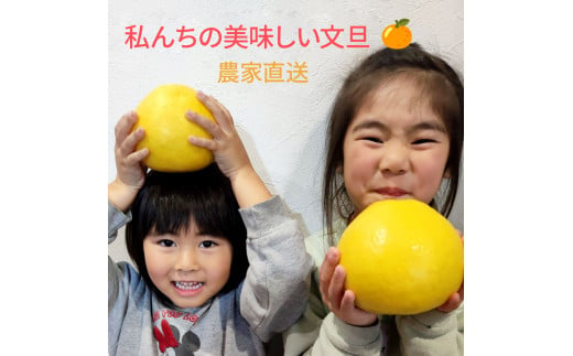 土佐文旦 家庭用 約3キロ(2L - 4Lサイズ：6玉前後) 大玉 先行