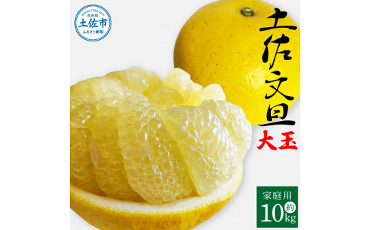 【高知県土佐市】土佐文旦 家庭用 約10キロ(2L〜4Lサイズ:16〜21玉) 大玉 先行予約 数量限定 文旦 ぶんたん ブンタン 土佐文旦 柑橘 フルーツ 果物 ご当地 お取り寄せ 土佐 高知