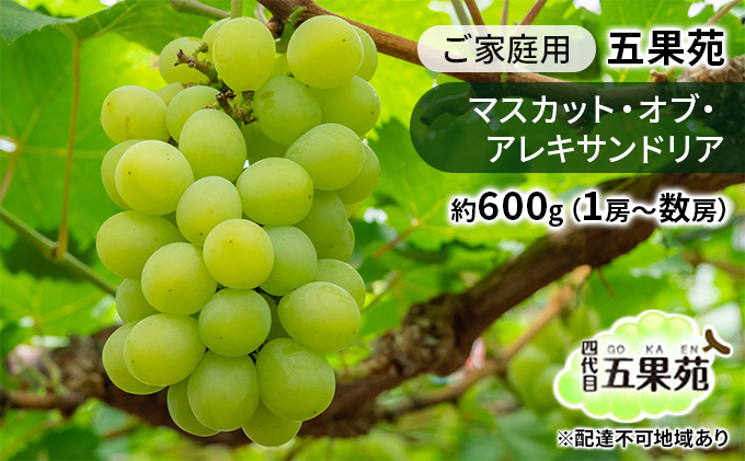 ぶどう 2026年 先行予約 ご家庭用 マスカット・オブ・アレキサンドリア 約600g（1房～数房） ぶどう フルーツ 果物 岡山 五果苑 減農薬 甘い 美味しい デザート おもてなし 