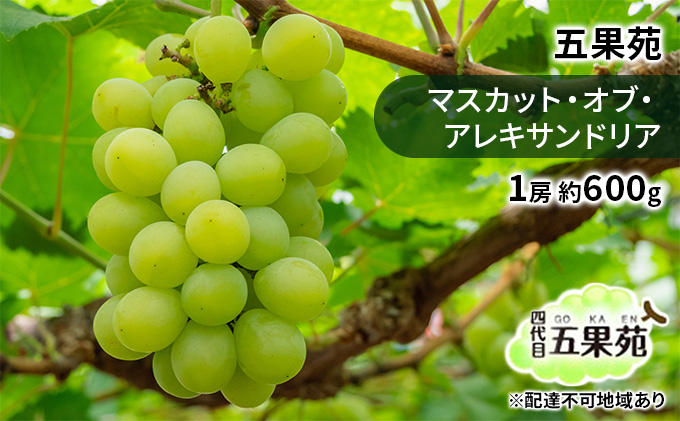 yR˓szԂǂ 2026N s\ }XJbgEIuEALThA 1[ 600g Ԃǂ t[c ʕ 蕨 Mtg R ܉ʉ