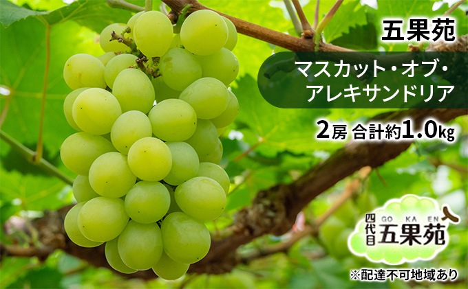 yR˓szԂǂ 2026N s\ }XJbgEIuEALThA 2[ v1.0kg Ԃǂ t[c ʕ 蕨 Mtg R ܉ʉ