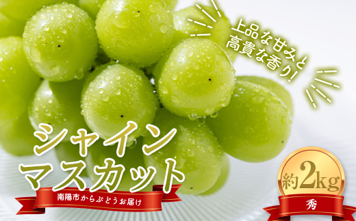【令和7年産先行予約】 シャインマスカット
