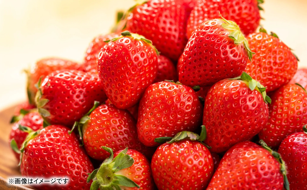 熊本県八代市のふるさと納税 【先行予約】 いちご 約1kg（約250g×4パック） イチゴ 苺 果物 フルーツ 旬 いちごジャム いちごスムージー 【2026年2月上旬より順次発送】