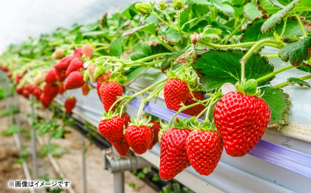 熊本県八代市のふるさと納税 【先行予約】 いちご 約1kg（約250g×4パック） イチゴ 苺 果物 フルーツ 旬 いちごジャム いちごスムージー 【2026年2月上旬より順次発送】