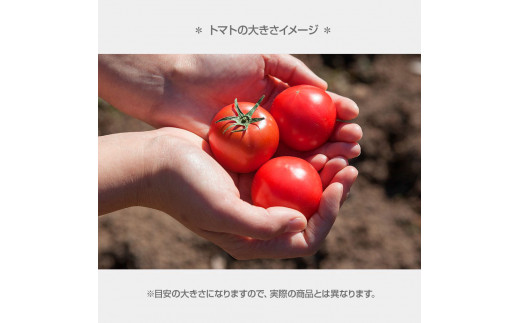 ＜2026年1月下旬より発送＞フルーツトマト特選ギフト約500g トマト フルーツトマト 池トマト 糖度10度以上 高糖度 高知県産 ギフト 箱入り 贈答用 贈り物 健康 美味しい ふるーつとまと お取り寄せグルメ