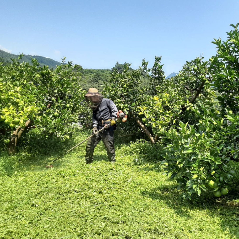 本場、高知県土佐市産！土佐水谷農園の露地土佐文旦 家庭用10キロ 10kg 大小混合（L - 上限なし：16玉前後） 訳あり 文旦 ぶんたん ブンタン 土佐文旦 ご自宅用 柑橘 フルーツ 果物 土佐 高知