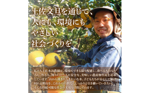 本場、高知県土佐市産！土佐水谷農園の露地土佐文旦 家庭用約5