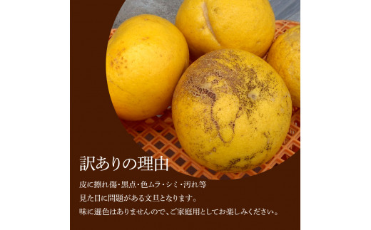 本場、高知県土佐市産！土佐水谷農園の露地土佐文旦 家庭用約5キロ 5kg 大小混合（L - 上限なし：8玉前後） 訳あり 文旦 ぶんたん ブンタン 土佐文旦 ご自宅用 柑橘 フルーツ 果物 土佐 高知