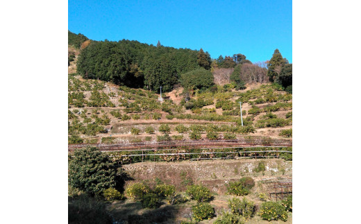 本場、高知県土佐市産！土佐水谷農園の露地土佐文旦 約10キロ 10kg（3L - 5L） 文旦 ぶんたん ブンタン 土佐文旦 柑橘 フルーツ 果物 ご当地 お取り寄せ 土佐 高知