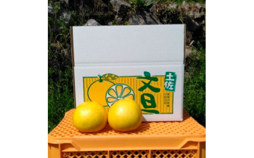 本場、高知県土佐市産！土佐水谷農園の露地土佐文旦 約10キロ 10kg（3L - 5L） 文旦 ぶんたん ブンタン 土佐文旦 柑橘 フルーツ 果物 ご当地 お取り寄せ 土佐 高知