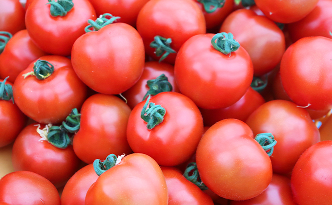 細野ファームの中玉トマト　フルティカ（1.5kg） 野菜 とまと 