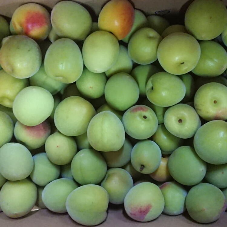 【和歌山名産】南高梅約3kg(サイズ混合) ※2026年6月上旬～6月下旬頃に順次発送予定
