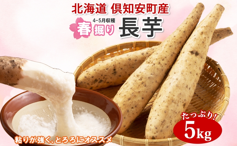 【 2026年 出荷 】 北海道 倶知安町産 長芋 2L×約6本 計5kg 春堀り 芋 ながいも とろろ 新鮮 フレッシュ 野菜 農作物 産直 山芋 麦とろ 山かけ おつまみ グリーンアースファーム 送料無料 北海道 倶知安町 新鮮野菜 