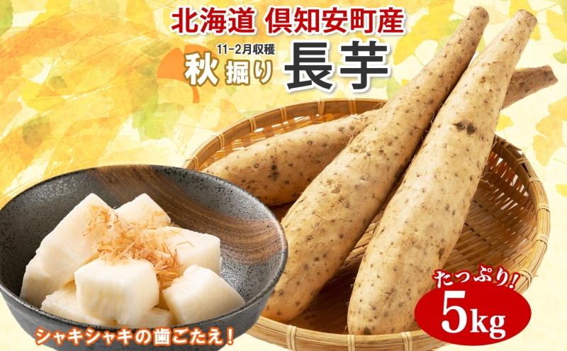 【 2026年 出荷 】 北海道 倶知安町産 長芋 2L×約6本 計5kg 秋堀り 芋 ながいも とろろ 新鮮 フレッシュ 野菜 農作物 産直 山芋 麦とろ 山かけ おつまみ グリーンアースファーム 送料無料 北海道 倶知安町 新鮮野菜 